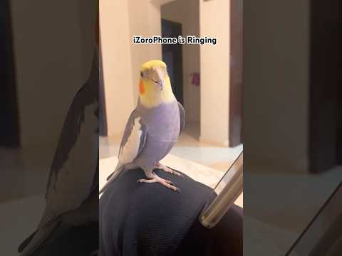 Cockatiel Singing IPhone Ringtone IZoroPhone Birds Cutebirds Bird Cockatiel Parrot Cockatiels