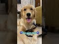 Kho baithe☺️☺️ #goldenretriever#teddy#dog#youtubeshorts#ytshorts#funny#comedy#cutedog#cutepet#pets
