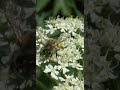 Пчелка работает