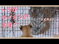 お友達はトラさん！優しいトラがライオンの子ども達をあやす？オリト＆イオ家族生活vol.177@旭山動物園/Will the tiger next door take care of the cub?