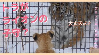 お友達はトラさん！優しいトラがライオンの子ども達をあやす？オリト＆イオ家族生活vol.177@旭山動物園/Will the tiger next door take care of the cub?