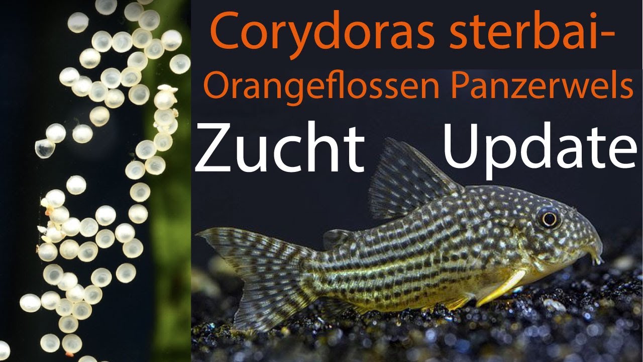 Corydoras Sterbai ZUCHT Update / TAX