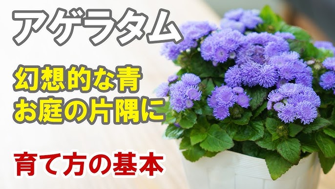 リナリアの育て方 植え方 花がら摘み 蕾と花の見分け方 肥料の使い方 切り戻し 耐寒性 Youtube リナリアの育て方 植え方 花がら摘み 蕾と花の見分け方 肥料の使い方 切り戻し 耐寒性 Youtube