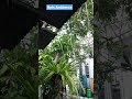 Rain ambience #relax #ambience