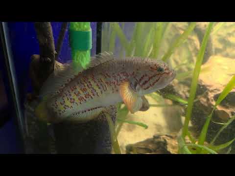 NEW TANK FOR THE BANDED GUDGEONS 