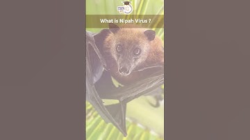 Nipah Virus Alert Sounded in Kerala l PCS Sarathi #shorts #nipahvirus #ytshorts #pcssarathi