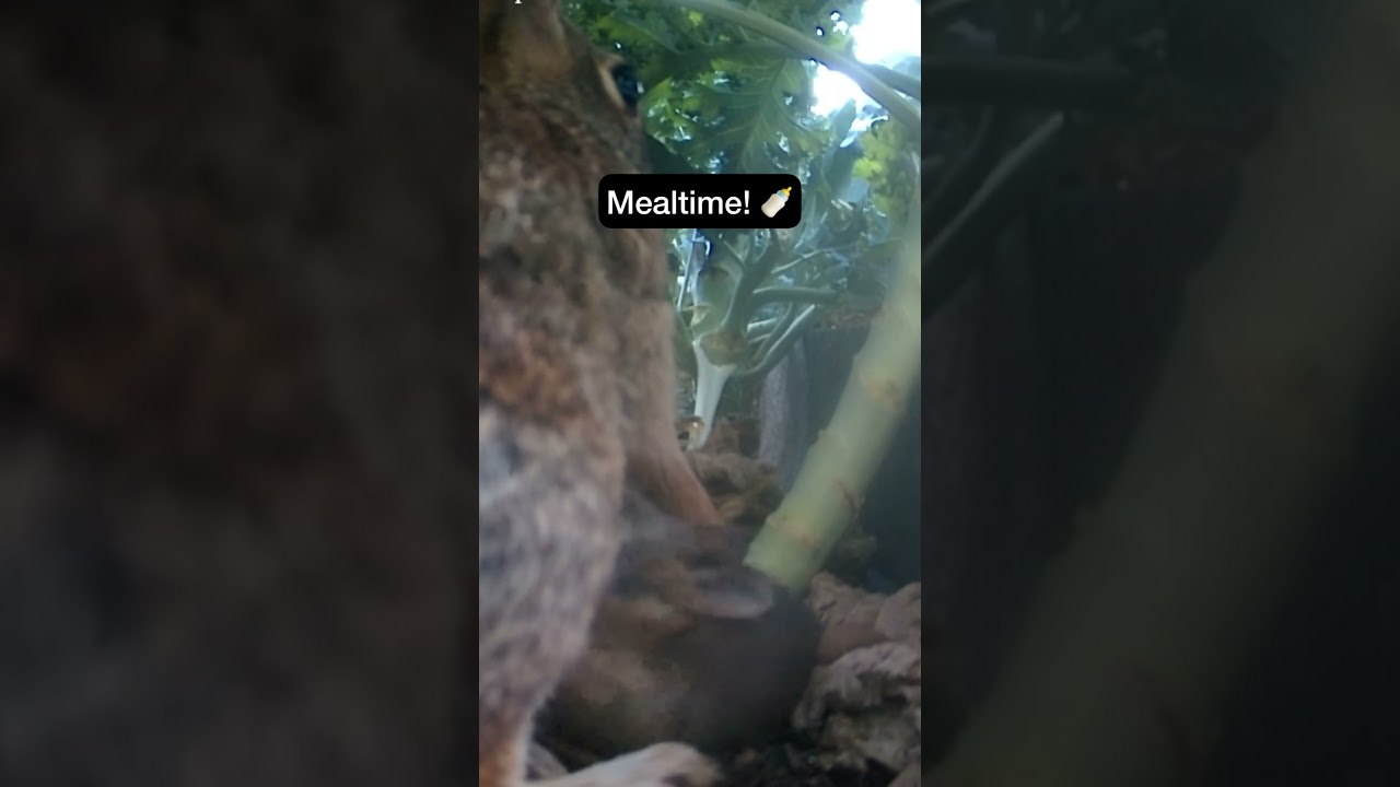 Rabbit Mom Nursing Baby Bunnies!