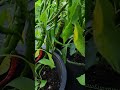 Do you see it! 1st red Cayenne Pepper.  #ripening #red #struggles #struggles #containergarden