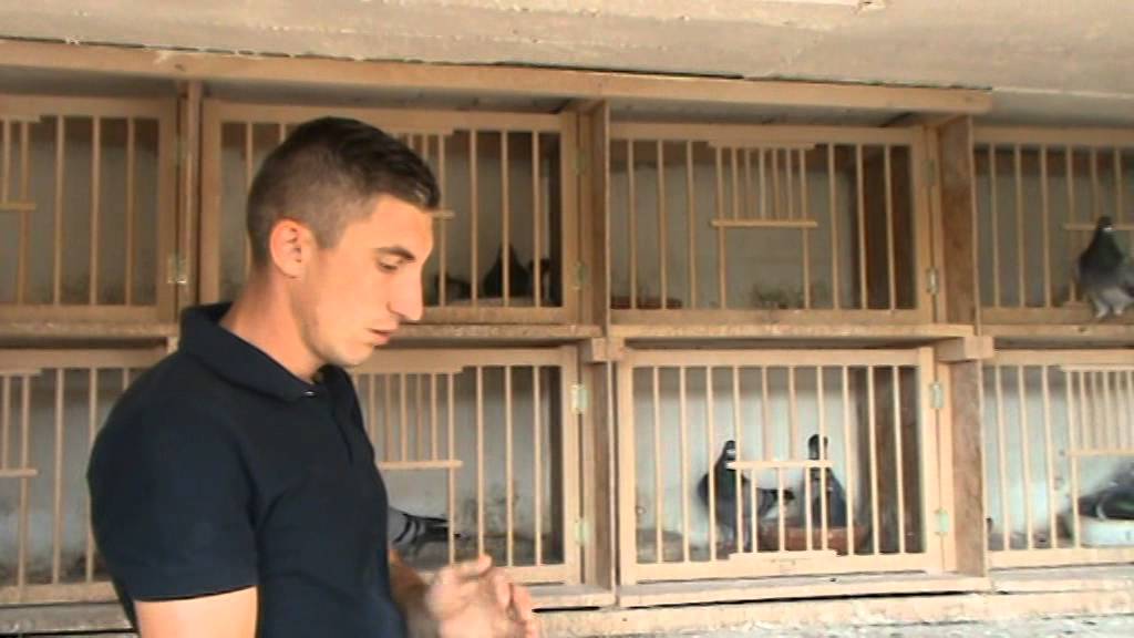 Maestrul columbofil dl Silviu Glodeanu UCPR Romania prezentare porumbei de matca 8 iulie 2015