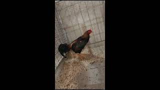 Fabinho Blumenau Mostrando Os Seus Reprodutores