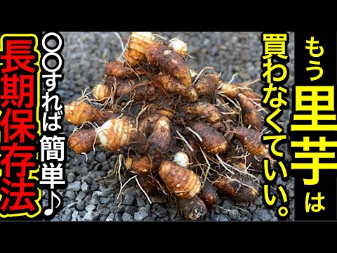 孝徳　 里芋 (種芋) Store the harvested taro for a long time and use it as seed