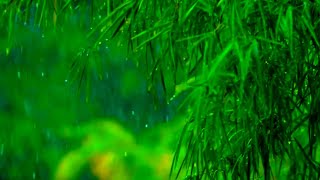 RAIN..... | Cinematic Hujan 30 Detik | Cinematic Hujan Lebat | Cinematic Alam 30 Detik
