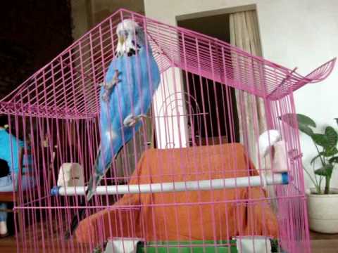 თუთიყუში ,,მიშა\"