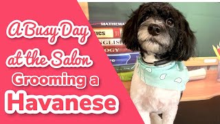 Busy Day at the Salon! by All Fur Dogs 97 views 2 years ago 5 minutes, 26 seconds