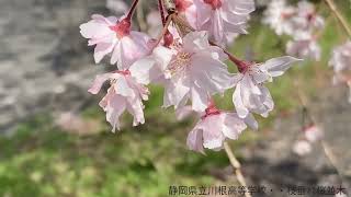 枝垂桜・・感じる