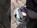 #catch #of #the #day #jamaica