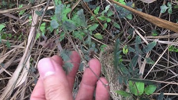 Hoa Trinh Nữ or Cây Xấu Hổ