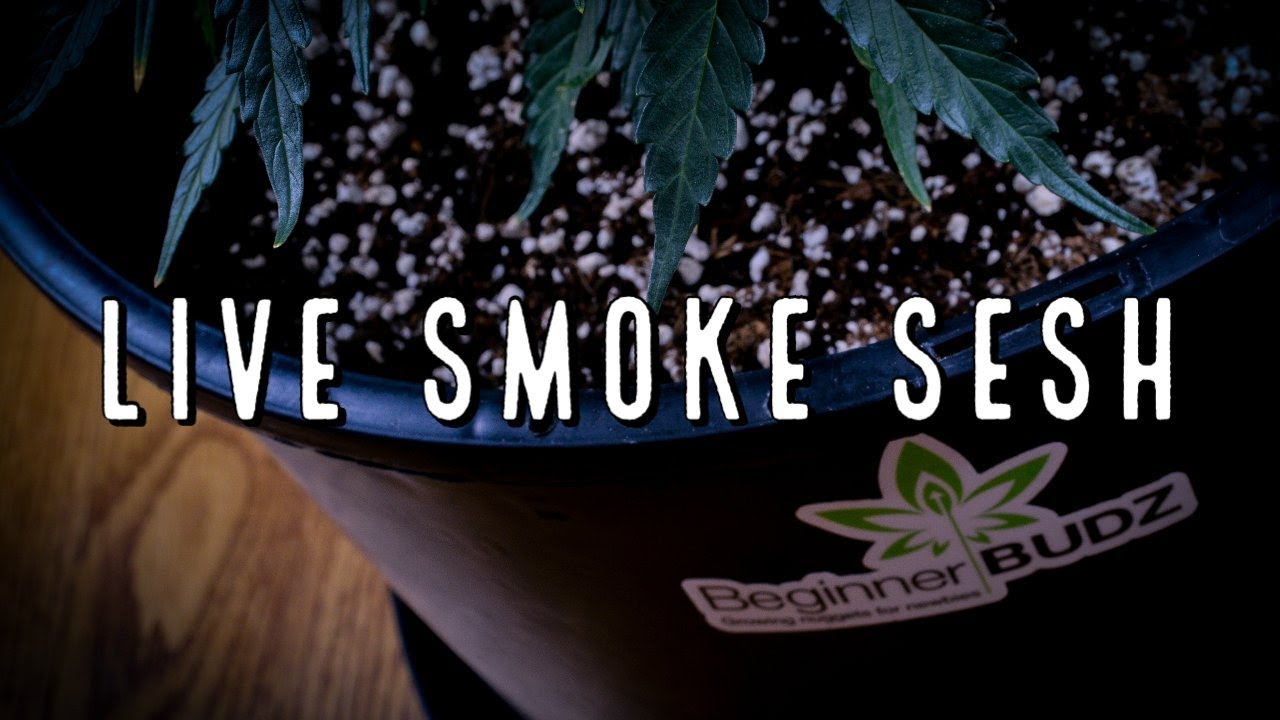 LIVE Smoke Sesh with Beginner BUDZ
