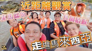 #Mangohk | 走進婆羅州 深入森林河道 近距離目擊 長鼻猿猴 野生鱷魚 東馬必去景點 🇲🇾 Nasalis larvatus East Malaysia | #4k #大馬獅家