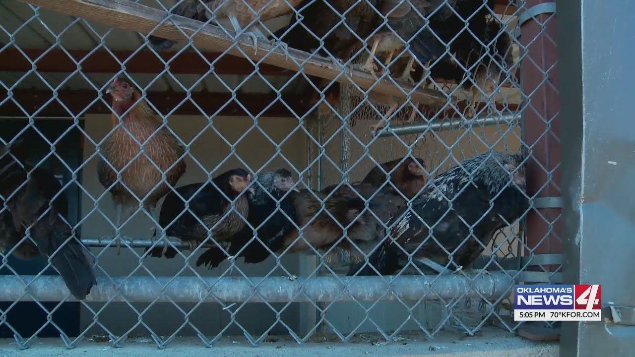 Bill to reduce punishment for cockfighting passes committee