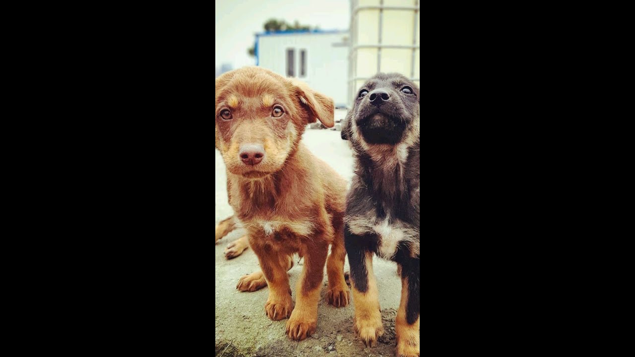 Köpek Sesi KÖPEK HAVLAMASI !!! (BARINAKTA KAYDEDİLEN KÖPEK SESLERİ