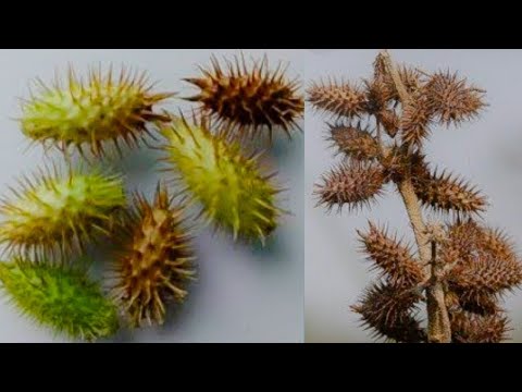 वीडियो: रास्पबेरी पाई, सिन पंतल्ला: 5 कदम वीडियो: रास्पबेरी पाई, सिन पंतल्ला: 5 कदम