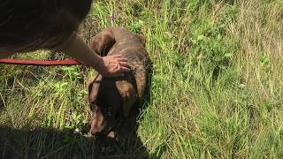 Days of Hunger Couldn't Stop Him, He Still Waited Where His Owner Left Him Behind!