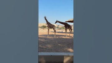 #تلاوة_خاشعة #تلاوة_هادئة #المصحف #عبدالباسط_عبدالصمد #القرآن_الكريم #قرآن