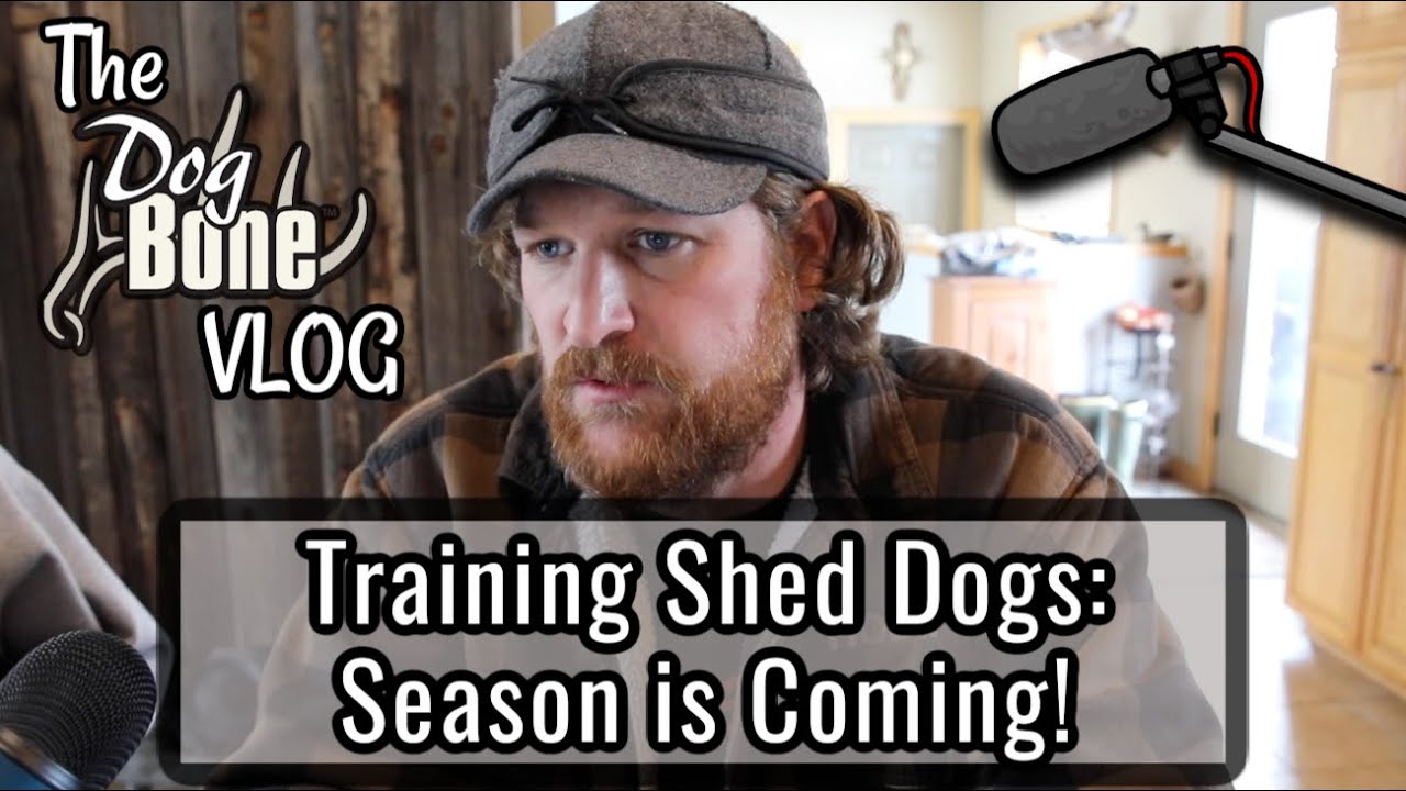 Training Shed Dogs Shed Season is Coming! The DogBone VLOG Ep 106