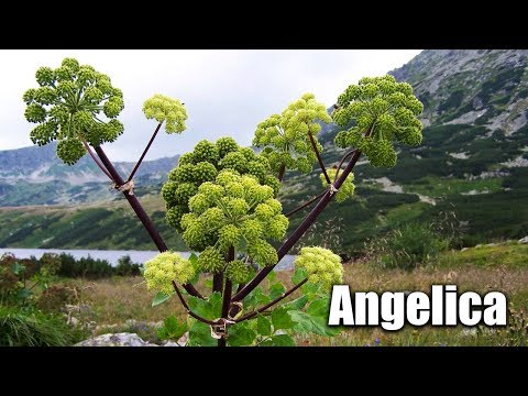 Video: The Use Of Angelica Officinalis In Official And Folk Medicine