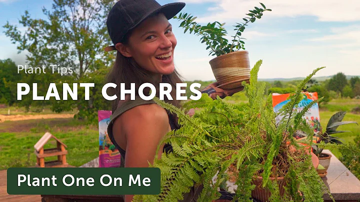 Pruning a Fern & Other Plant Chores  Ep. 279