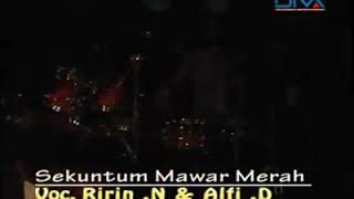 Raja sawer#sekuntum mawar merah