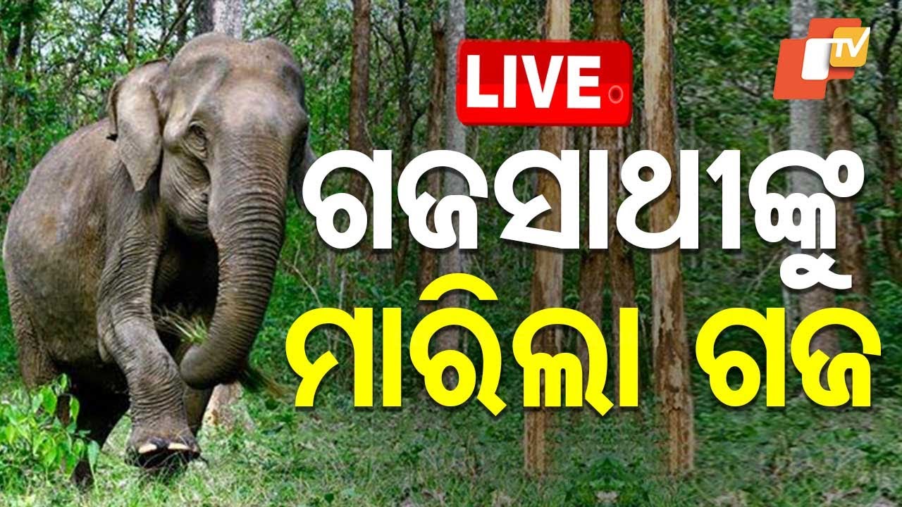 Live | ଗଜସାଥୀଙ୍କୁ ମାରିଲା ଗଜ | Elephant Attack | One Death