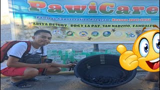 Pawikan Release | Pawicare San. Narciso Zambales