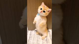 Cute Cat