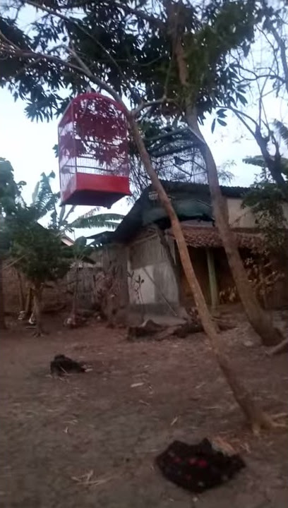 terapi mental kacer muda hutan