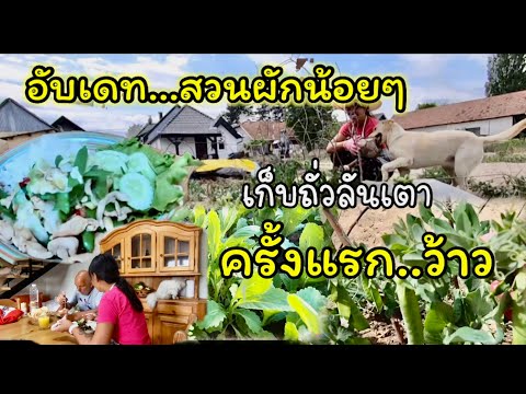 EP.390| อับเดท สวนผักน้อยๆหลังบ้าน เก็บถั่วลันเตาครั้งแรก ทำอาหารมื้อกลางวัน | ชีวิตแสนสุขเรียบง่าย