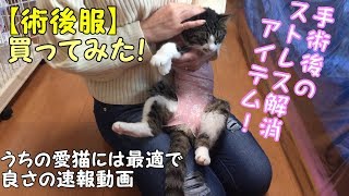 【術後服買ってみた】愛猫の避妊手術後用に買った術後服が素晴らしかった! 【術後服買ってみた】愛猫の避妊手術後用に買った術後服が素晴らしかった!
