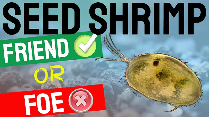 Seed Shrimp - Ostracods: Friend or Foe in Freshwater Fish and Shrimp Aquariums? - DayDayNews