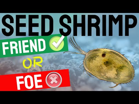 सीड श्रिम्प - ओस्ट्राकोड्स: मीठे पानी की मछली और झींगा एक्वेरियम में दोस्त या दुश्मन?