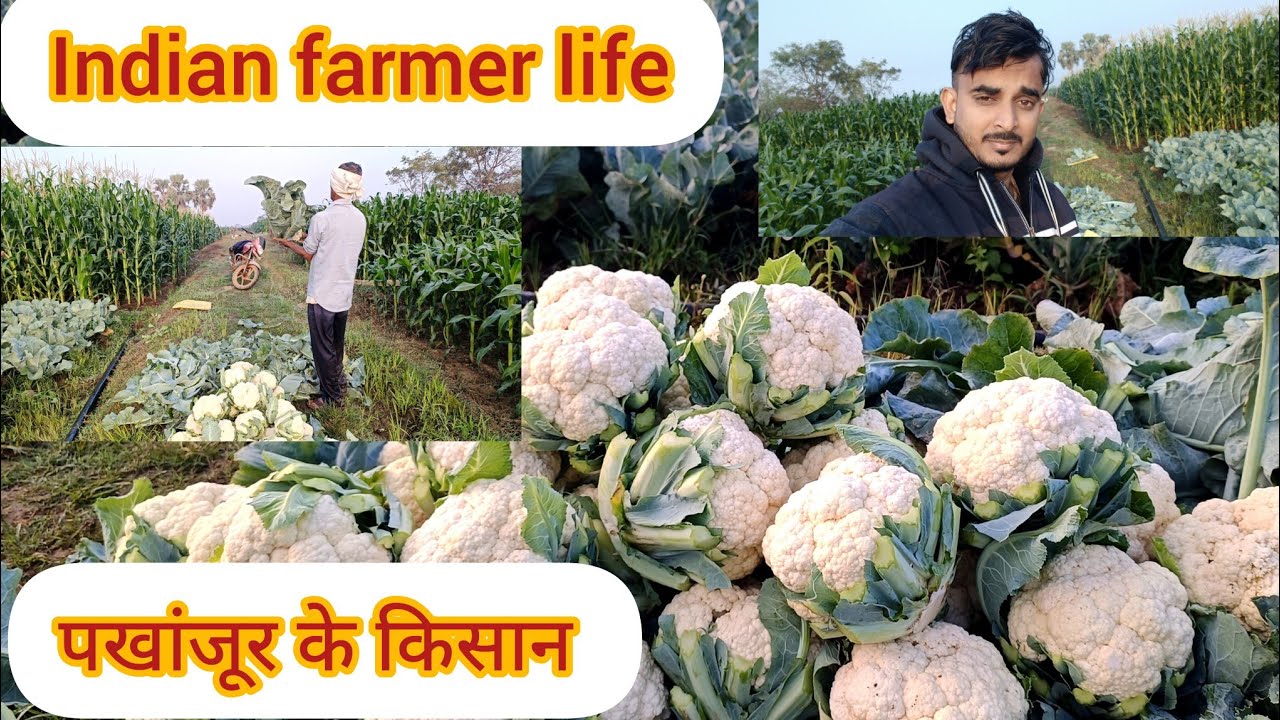 आज हम खेत में गोवी काटने आये हैं Cauliflower Farming in India