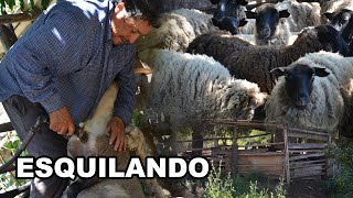 LA ESQUILA ,UN OFICIO EN EXTINCION