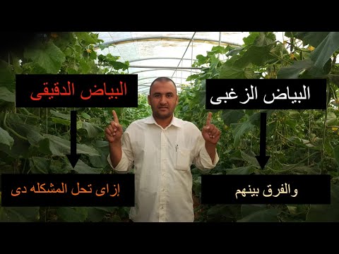 فيديو: البياض الدقيقي لمحاصيل اليقطين