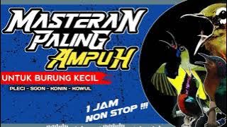 MASTERAN PALING AMPUH UNTUK PLECI - SOGON - KONIN - KOWUL dan semua burung kecil #masteranmewah