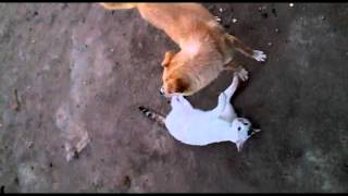 İtle Pişiyin Dostlugu