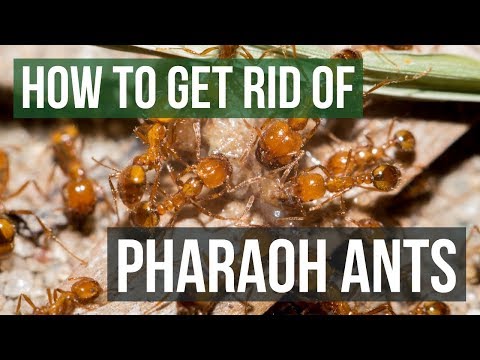 Video: Pharaoh ants: how to get rid of