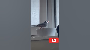 Java sparrow bathing #sparrow  #javasparrow #javafinches #birds  #birdslover  #birdbaths