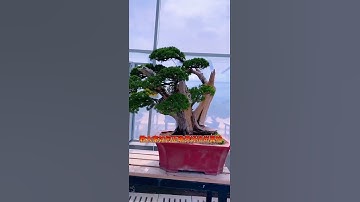 济州 #真柏  #bonsaitree #tree #bonsailovers #juniper #shimpaku