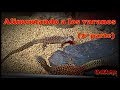 Alimentando a los Varanos (2ª parte)