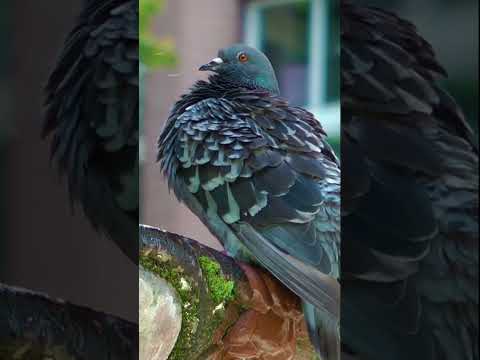 Испания и летающие крысы Shorts испания жизньвиспании